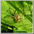 Pisaura mirabilis - Listspinne 03.jpg